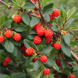 Extracto de berries para prevenir la enfermedad aguda de montaña