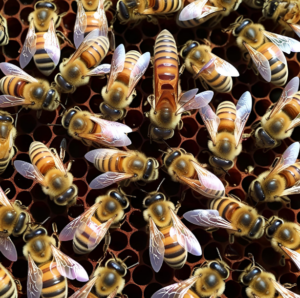 Incubadora para abejas reinas