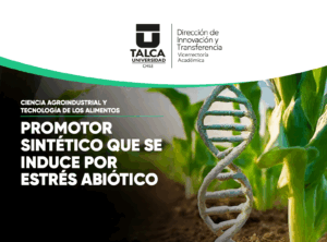 Promotor sintético que se induce por estrés abiótico