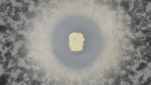 Antibiofouiling