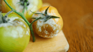 Biofungicida contra Botrytis cinerea
