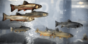 Formulación sanitaria para peces