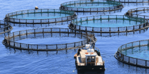 Aditivo alimenticio contra patógenos en peces