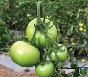 Tomate Tunka Payani