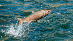 Vacuna contra bacteria SRS en salmones