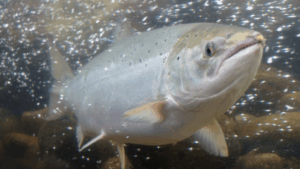 Vacuna oral contra ISAV en salmones