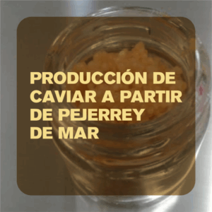 Producción de caviar a partir de pejerrey de mar